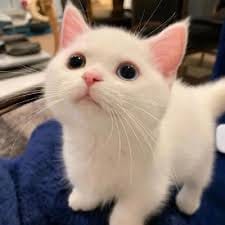 Phạm Văn Dũng avatar